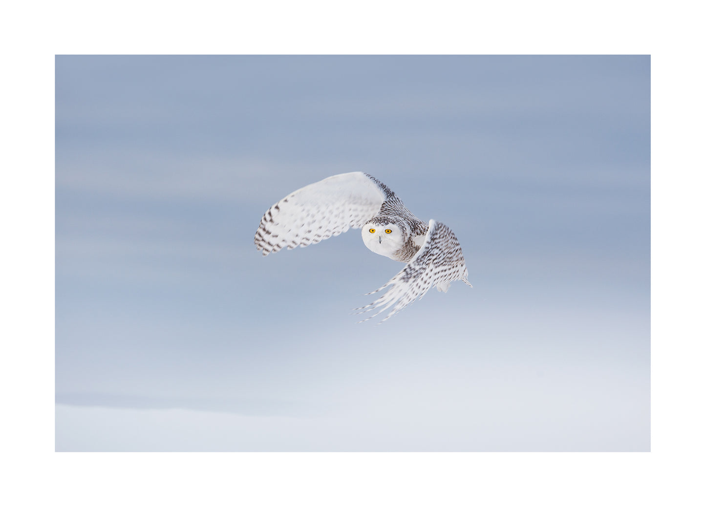 "Snowy owl" Fine Art Print by Felix Heintzenberg
