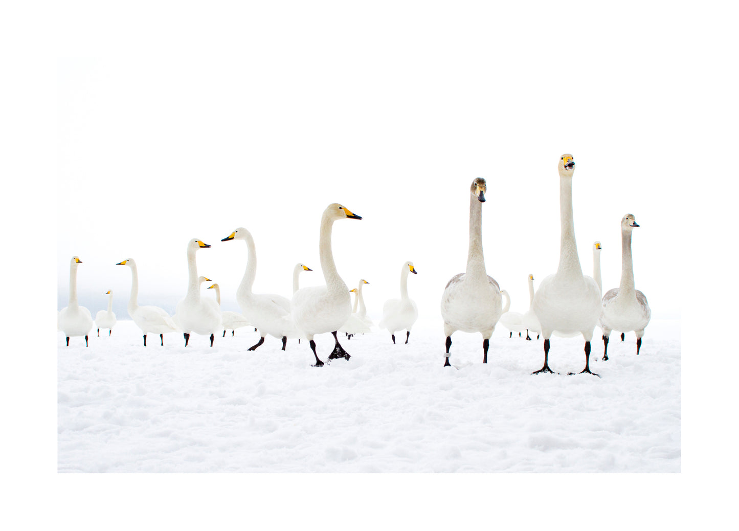 "Swan ballet" Fine Art Print by Felix Heintzenberg