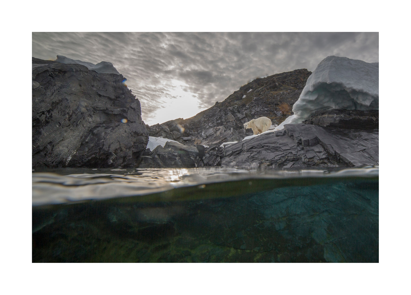 "Polar bear" Fine Art Print by Felix Heintzenberg