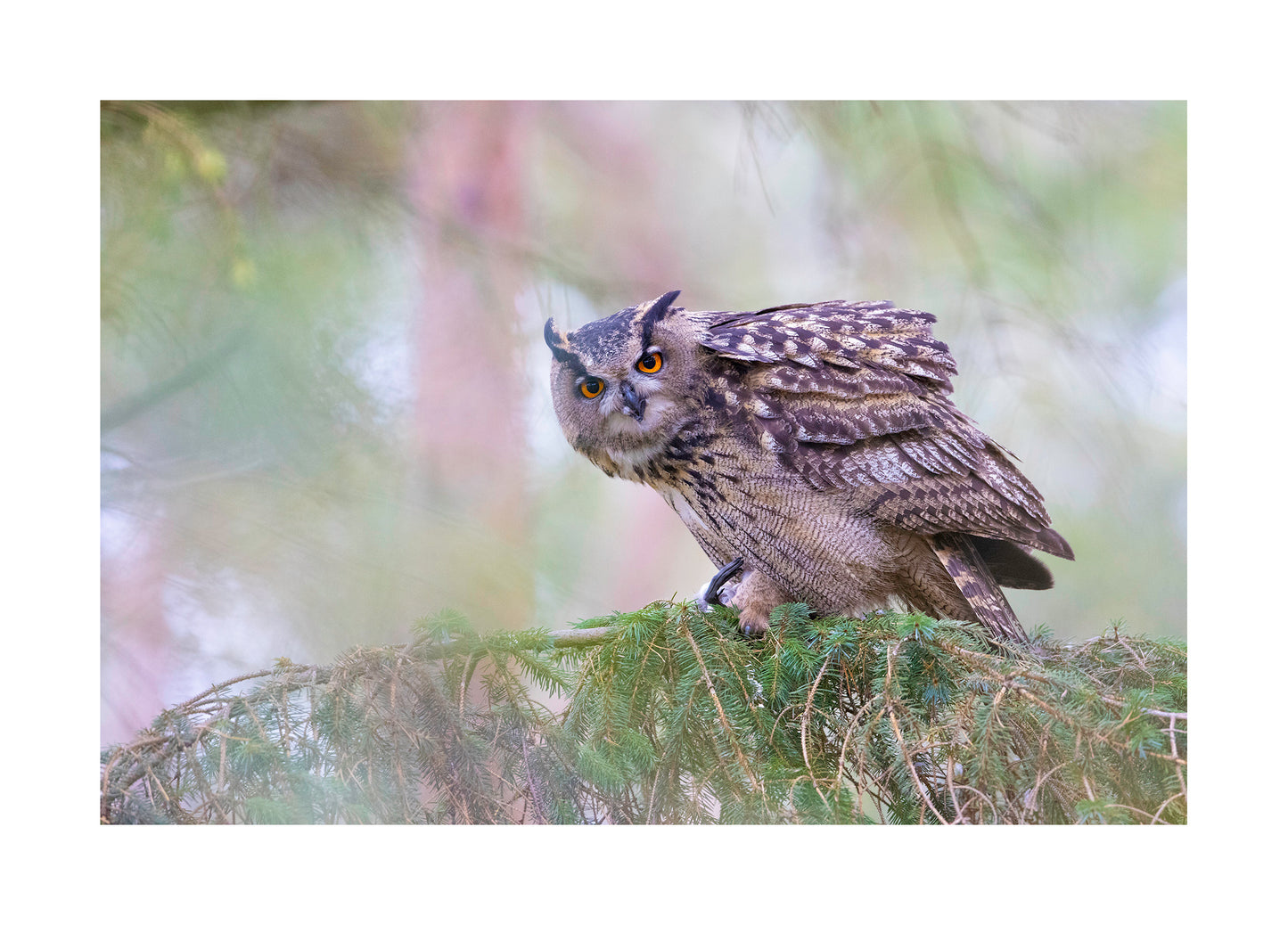 "The look" Fine Art Print by Felix Heintzenberg