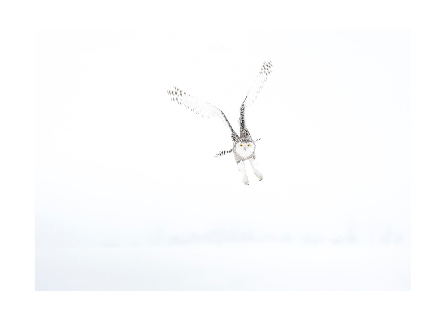 "Snowy owl in snow landscape" Fine Art Print by Felix Heintzenberg
