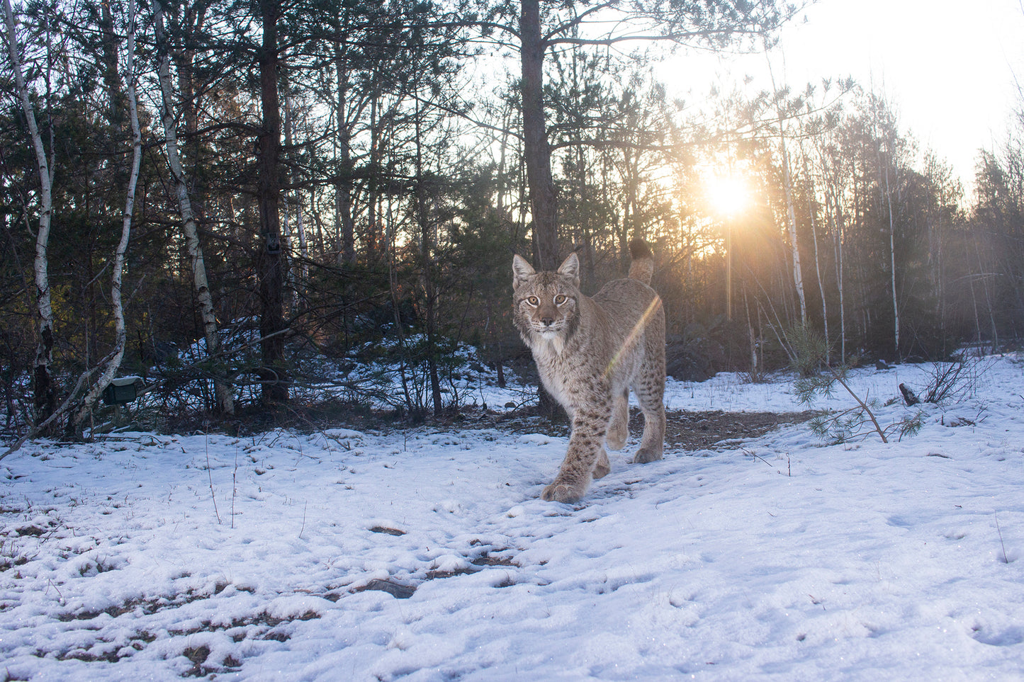 "Lynx morning" Fine Art Print by Felix Heintzenberg