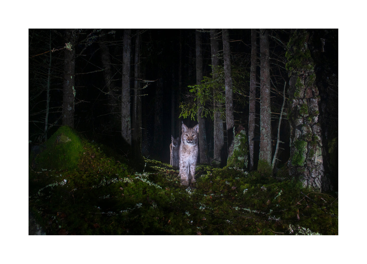 "Night walkers" Fine Art Print by Felix Heintzenberg