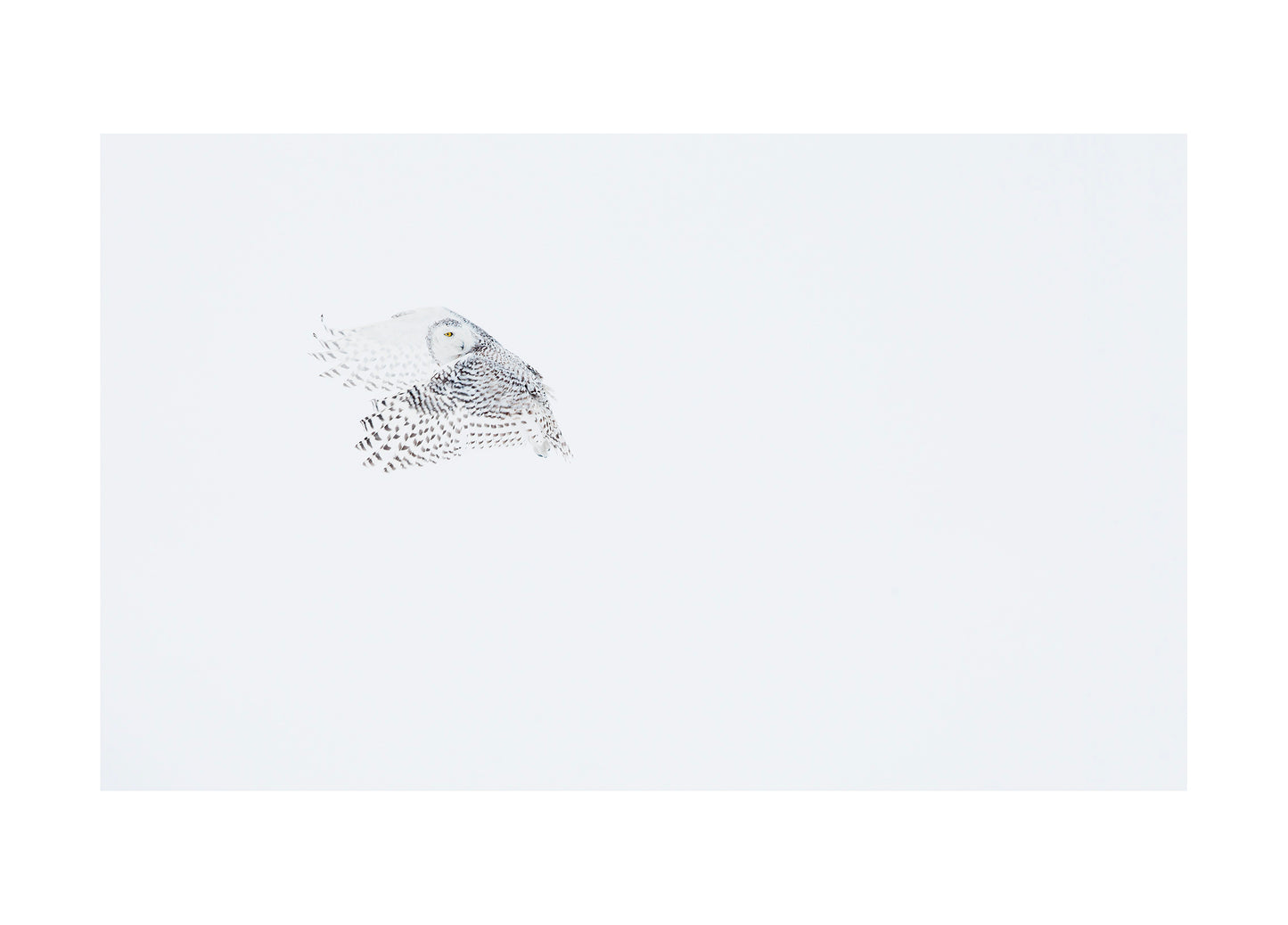 "Snowy owl" Fine Art Print by Felix Heintzenberg