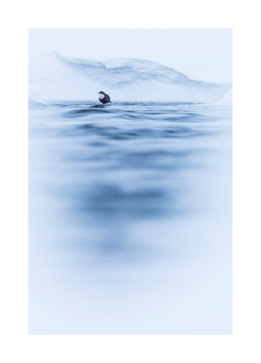 "Dipper on ice" Fine Art Print by Felix Heintzenberg