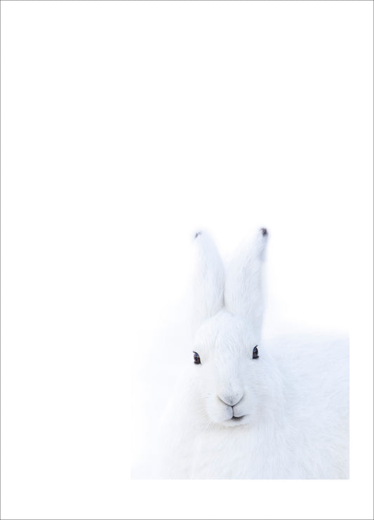 "Arctic Hare" Fine Art Print by Felix Heintzenberg