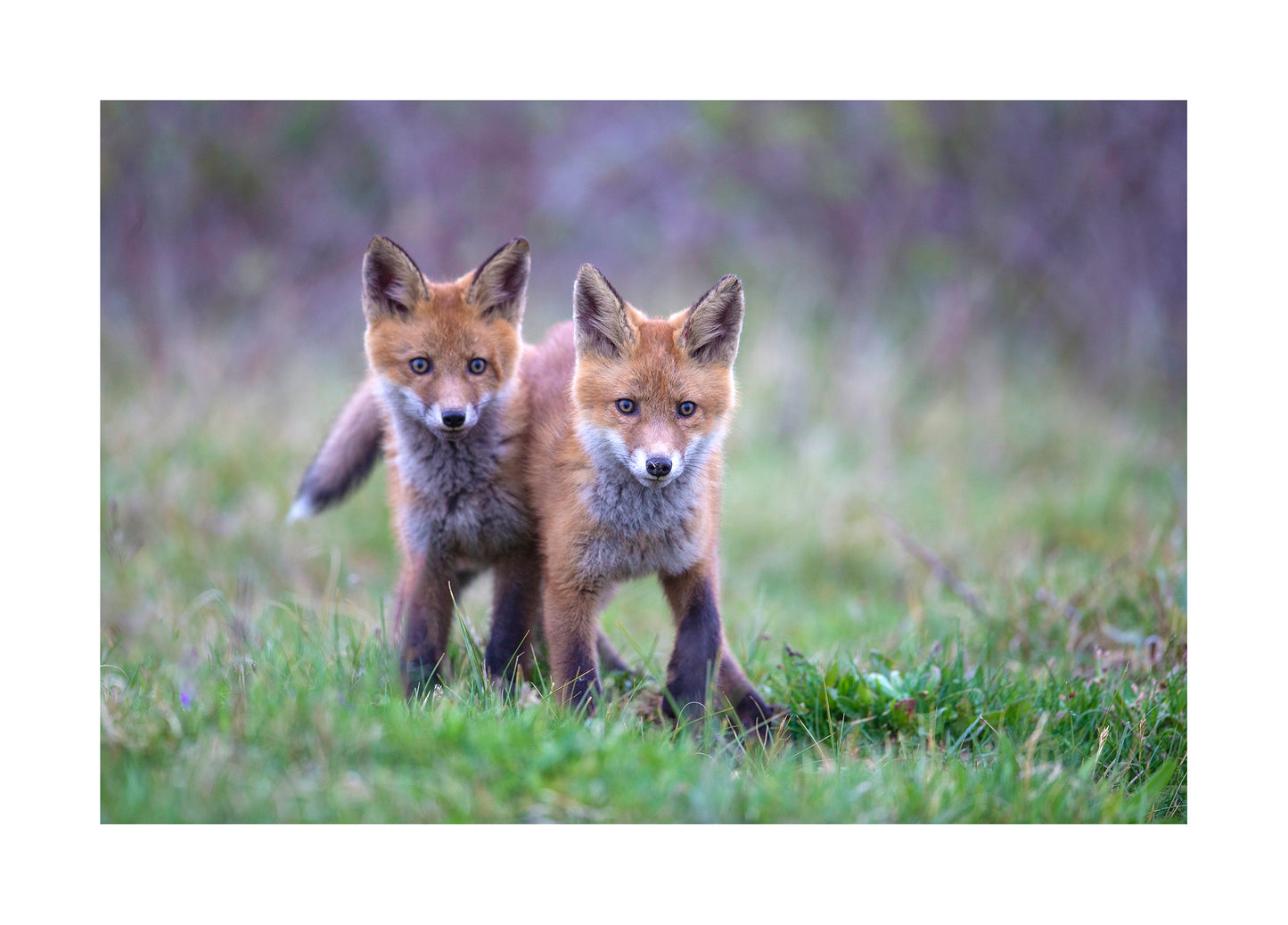 "Fox cubs" Fine Art Print  by Felix Heintzenberg