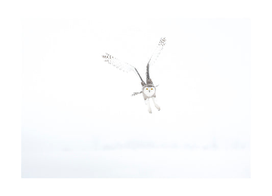 "Snowy owl in snow landscape" Fine Art Print by Felix Heintzenberg