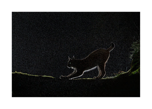 "A night in the forest" Fine Art Print  by Felix Heintzenberg